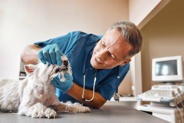 Best Emergency X-Rays and Diagnostics in St Marys, GA